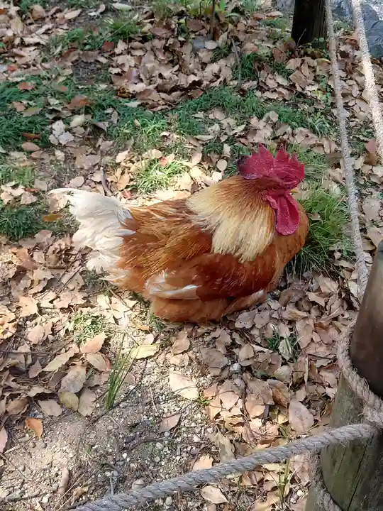 熱田神宮の動物