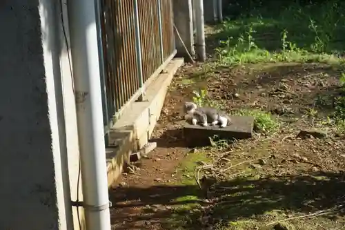 唐澤山神社の動物