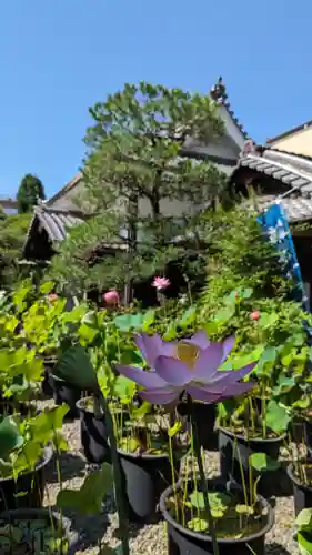 行願寺（革堂）(京都府)