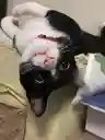 ふくのねこさんのプロフィール画像