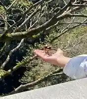 金刀比羅宮の動物