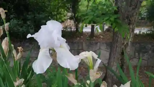 平野神社の自然
