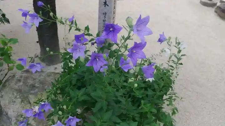 櫛田神社の自然