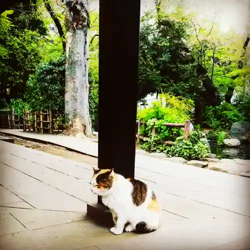 愛宕神社の動物