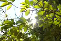 三津厳島神社の自然