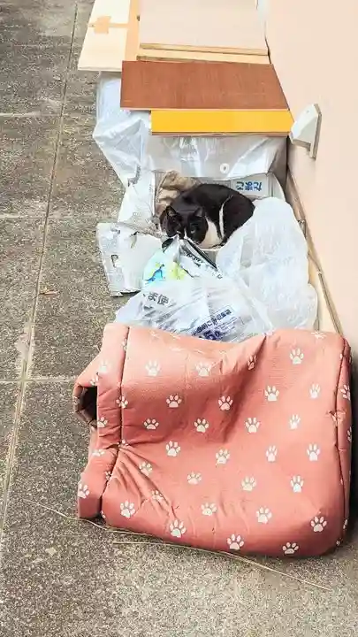 白金氷川神社の動物