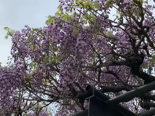 照明寺　(反町薬師尊)(群馬県)