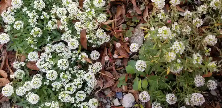 武蔵御嶽神社・出羽三山神社・道祖神の自然