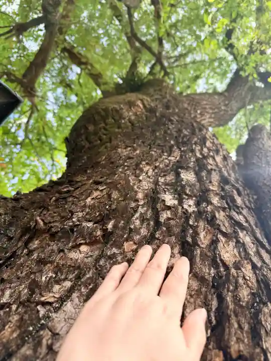 船寺神社の{uncategorized: "未分類", other: "その他", undefined: "問題あり", building: "その他建物", grave: "お墓", sacred_gate: "鳥居", guardian: "狛犬", statue: "像", buddha: "仏像", history: "歴史", nature: "自然", garden: "庭園", animal: "動物", pagoda: "塔", temizu: "手水舎", mountain_gate: "山門・神門", sanctuary: "本殿・本堂", subordinate: "末社・摂社", art: "芸術", scenery: "景色", jizo: "地蔵", ema: "絵馬", goshuin: "御朱印", omikuji: "おみくじ", items: "授与品その他", amulet: "お守り", goshuincho: "御朱印帳", eats: "食事", festival: "お祭り", votive_dance: "神楽", shichigosan: "七五三参", wedding: "結婚式", experience: "体験その他", initially: "初詣", around: "周辺", anti_infection: "感染症対策"}