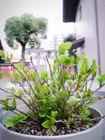 十日恵比須神社の御朱印