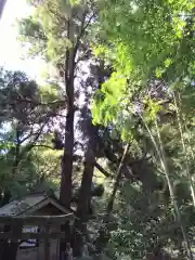 神龍八大龍王神社の自然