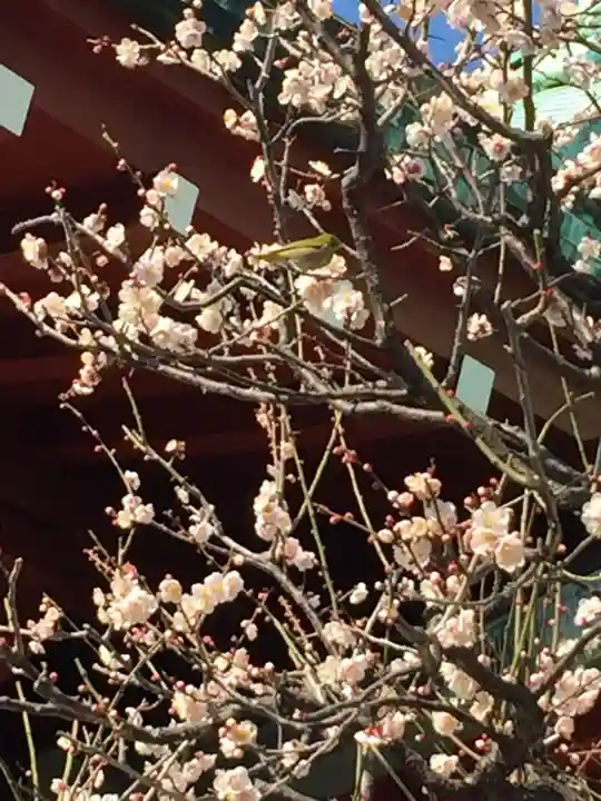 亀戸天神社の自然