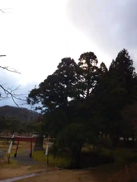 一本杉神社(島根県)