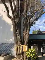 櫛田神社の自然