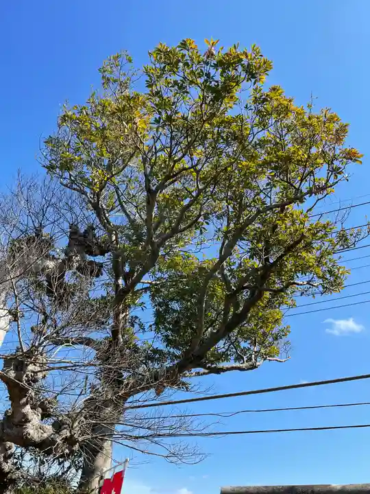 櫻井子安神社の自然
