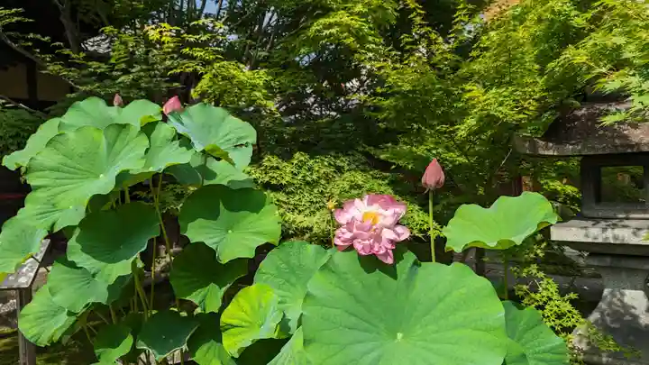 勝林寺(京都府)