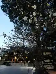 熊野神社の自然