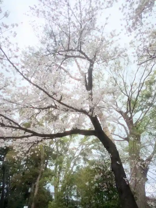 寒川神社の自然