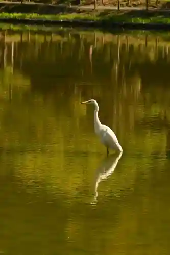 白水阿弥陀堂の動物