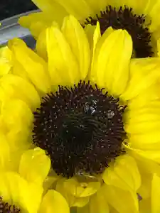 上尾御嶽神社の手水舎(2023年07月22日(土) 15時08分34秒投稿)