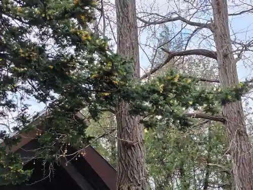 上川神社の自然