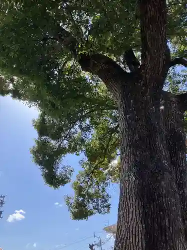 石刀神社の自然