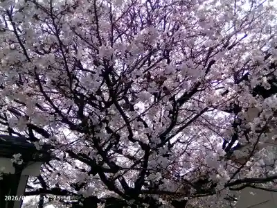 題経寺（柴又帝釈天）の{uncategorized: "未分類", other: "その他", undefined: "問題あり", building: "その他建物", grave: "お墓", sacred_gate: "鳥居", guardian: "狛犬", statue: "像", buddha: "仏像", history: "歴史", nature: "自然", garden: "庭園", animal: "動物", pagoda: "塔", temizu: "手水舎", mountain_gate: "山門・神門", sanctuary: "本殿・本堂", subordinate: "末社・摂社", art: "芸術", scenery: "景色", jizo: "地蔵", ema: "絵馬", goshuin: "御朱印", omikuji: "おみくじ", items: "授与品その他", amulet: "お守り", goshuincho: "御朱印帳", eats: "食事", festival: "お祭り", votive_dance: "神楽", shichigosan: "七五三参", wedding: "結婚式", experience: "体験その他", initially: "初詣", around: "周辺", anti_infection: "感染症対策"}