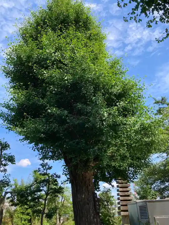横浜 西方寺の自然