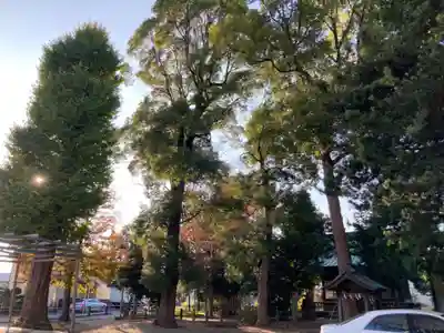 井細田八幡神社の自然