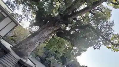 平野神社(京都府)