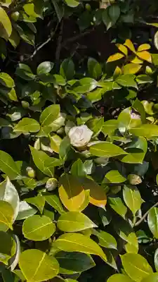 賀茂御祖神社（下鴨神社）(京都府)
