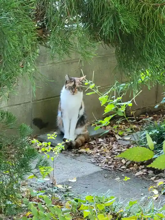 越谷香取神社の動物