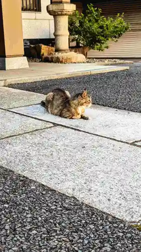 白金氷川神社の動物