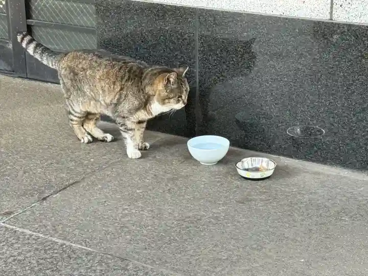 白金氷川神社の{uncategorized: "未分類", other: "その他", undefined: "問題あり", building: "その他建物", grave: "お墓", sacred_gate: "鳥居", guardian: "狛犬", statue: "像", buddha: "仏像", history: "歴史", nature: "自然", garden: "庭園", animal: "動物", pagoda: "塔", temizu: "手水舎", mountain_gate: "山門・神門", sanctuary: "本殿・本堂", subordinate: "末社・摂社", art: "芸術", scenery: "景色", jizo: "地蔵", ema: "絵馬", goshuin: "御朱印", omikuji: "おみくじ", items: "授与品その他", amulet: "お守り", goshuincho: "御朱印帳", eats: "食事", festival: "お祭り", votive_dance: "神楽", shichigosan: "七五三参", wedding: "結婚式", experience: "体験その他", initially: "初詣", around: "周辺", anti_infection: "感染症対策"}