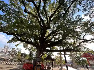 百舌鳥八幡宮(大阪府)