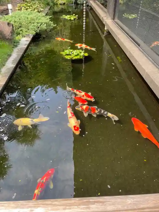 護国寺(東京都)