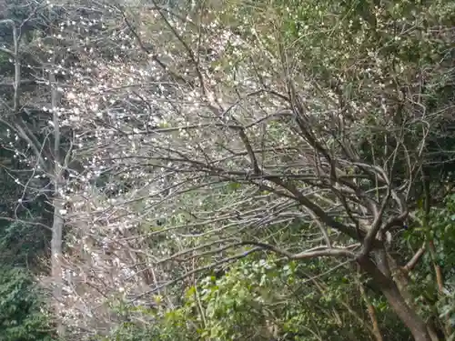 妙伝寺（妙傳寺）の自然