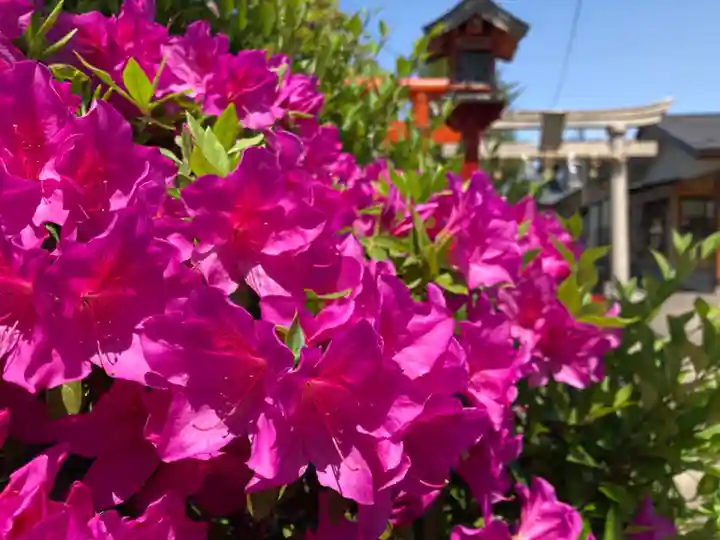 總社 和田八幡宮の自然