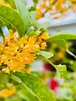 仙台八坂神社(宮城県)