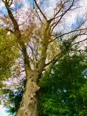 蛟蝄神社門の宮(茨城県)