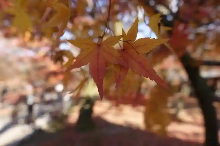 東福禅寺(東福寺)の自然