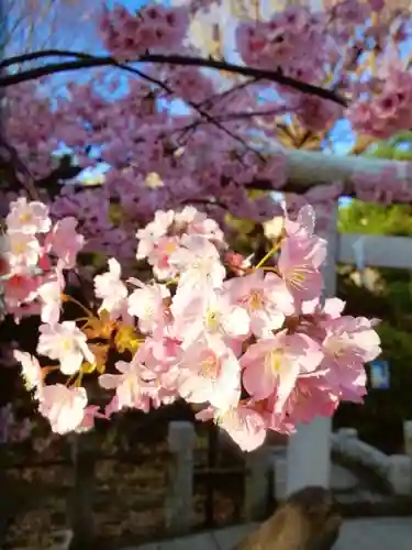 鳩森八幡神社の自然