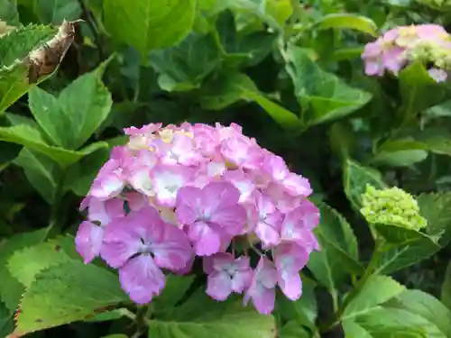 三室戸寺の自然