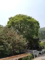 利川神社の自然