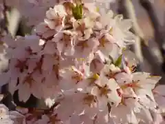 瀧桜神明宮の自然