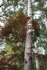 平岸天満宮・太平山三吉神社の自然