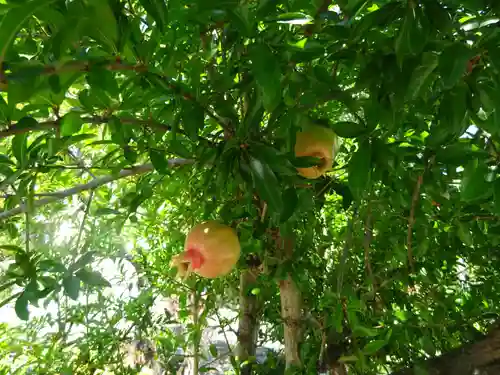 伊勢原 法泉寺の自然