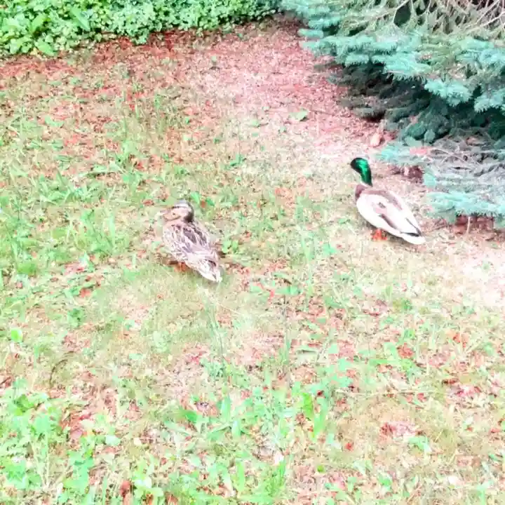 彌彦神社 (伊夜日子神社)の動物