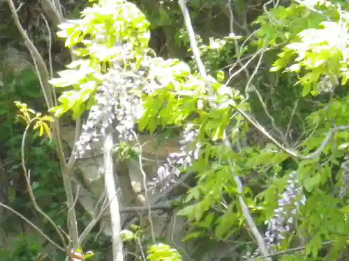 安養院　(田代寺）の自然