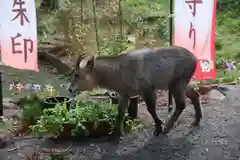 高司神社〜むすびの神の鎮まる社〜の自然